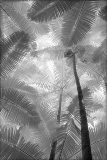 Palm Forest