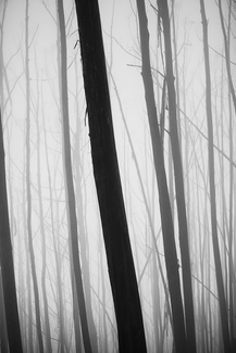 Mountain Ash