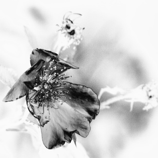 Last Rose