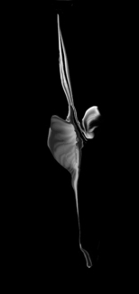 Dream Flower 2