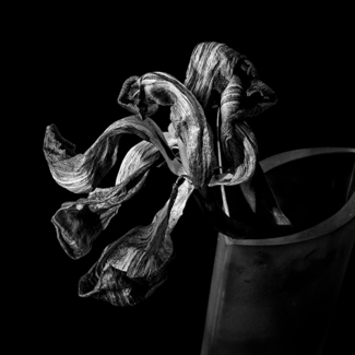 Tulip, aged and beautiful