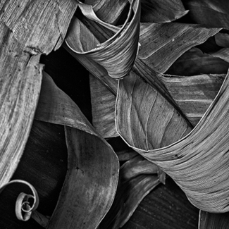 banana leaves