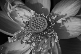Lotus in B&W