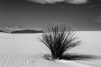 Yucca Bush