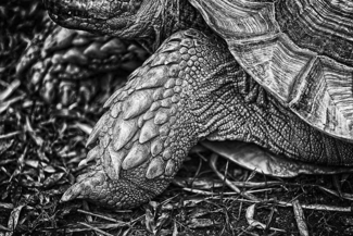 Turtle Leg