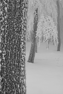 Frosty Forest