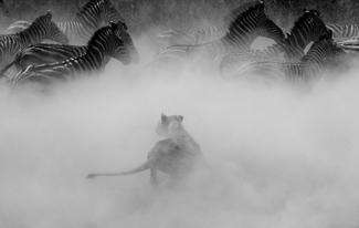 Attack of a lioness