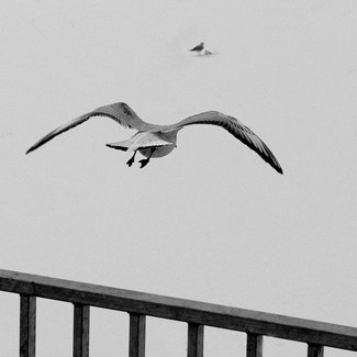 Dove (1)