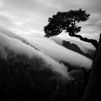 Celestial pine