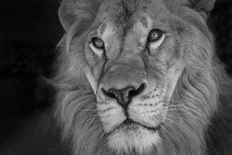 King