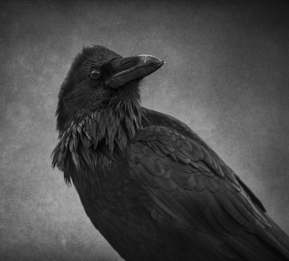 Raven Nevermore