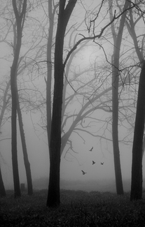 trees in the fog