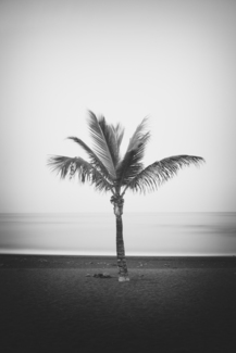 Sycho Palm