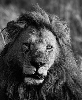 old king