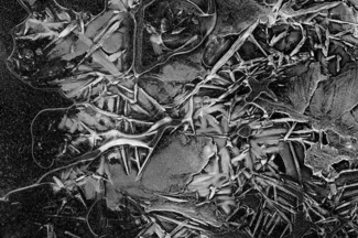 Ice 5