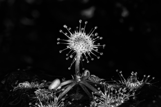 Sundew