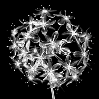 Carrion Flower