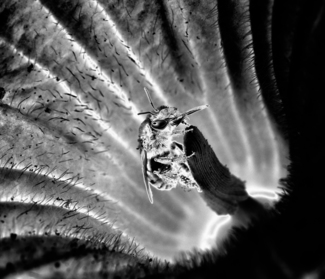 Honey Bee