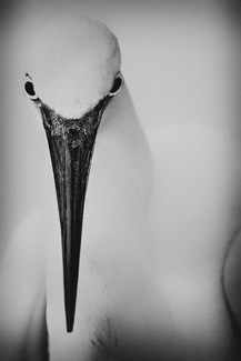 Egretta Garzetta