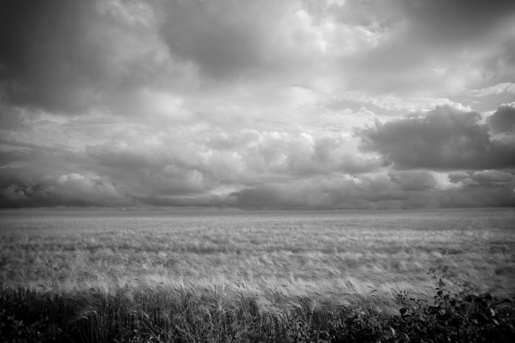 The Cornfield