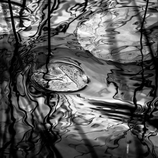 Nuphar