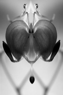 Bleeding Heart 1
