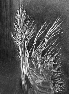 Tree of Life