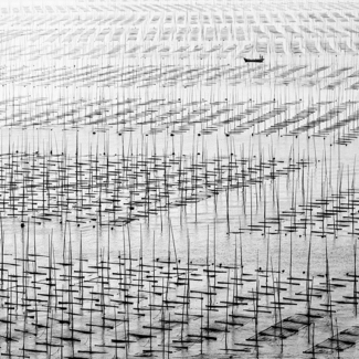 Seaweed farm study