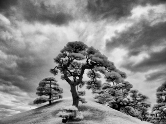 Black Pine