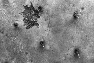 Prickly Pear Texture
