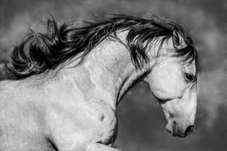Running Horse