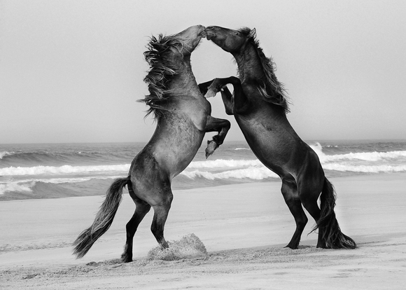 Sable Stallions