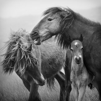 The Protector