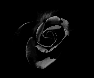 The Black Rose