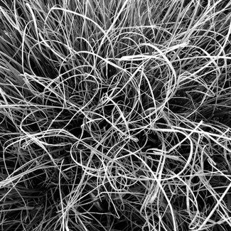 Grasses