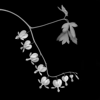 Bleeding Hearts 2