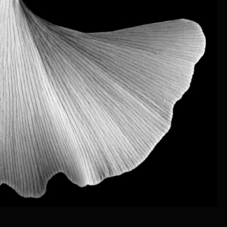 Ginkgo Skirt