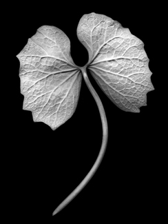 Twin Leaf