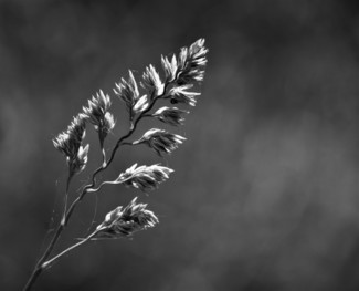 Growing in the garden