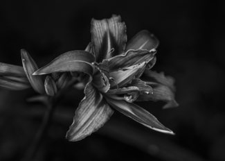 Lily