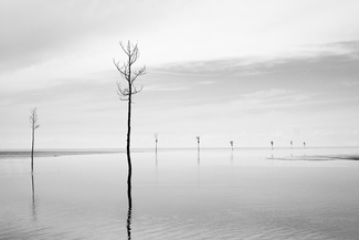 Channel Trees 1