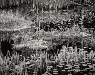 Water Plants 2