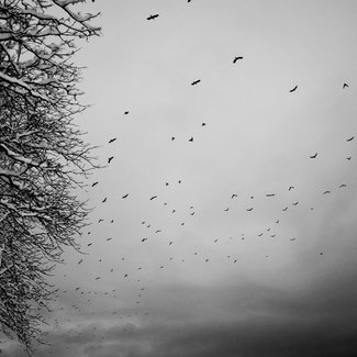 Churchyard Crows