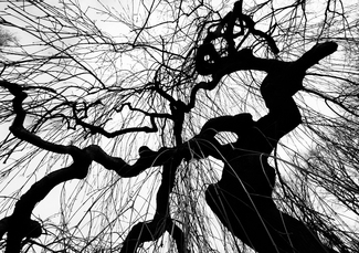 Fantasy Tree