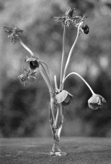 Wind Flower