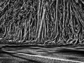 Rooted
