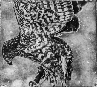 Goshawk
