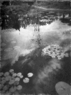 Lily Pads