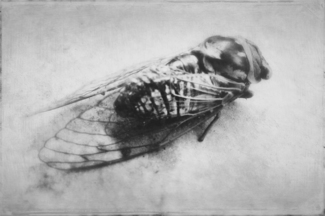 Cicada