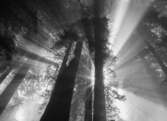 Into The Light